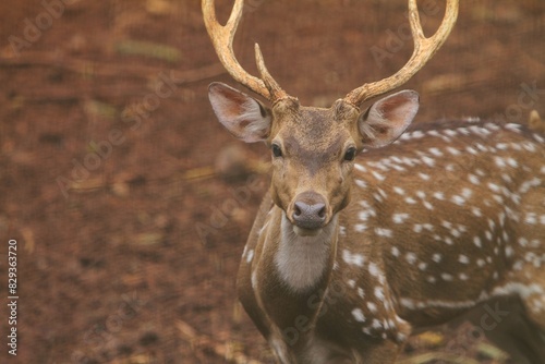 portrait of an adult axis deer looking at the camera