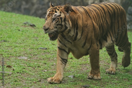 A Bengal tiger walks around in the grass while watching the surroundings