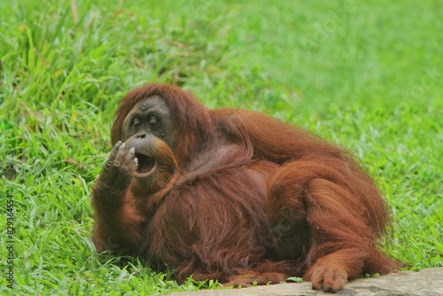 an orangutan sitting relaxed on the grass and sleepy