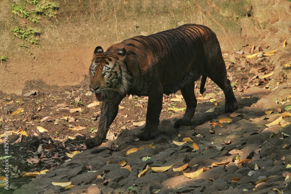 A Sumatran tiger wanders around the rocks during the day A Sumatran tiger wanders around the rocks during the day