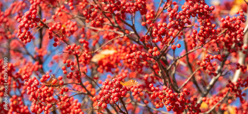Obraz na plátne rowan tree with red berry spring background