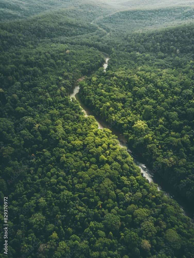 An aerial shot of a dense forest with a winding river cutting through, demonstrating the vastness and beauty of untouched wilderness