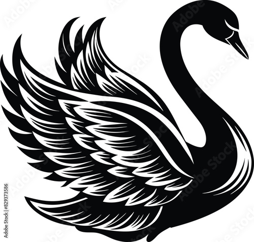 black swan vector