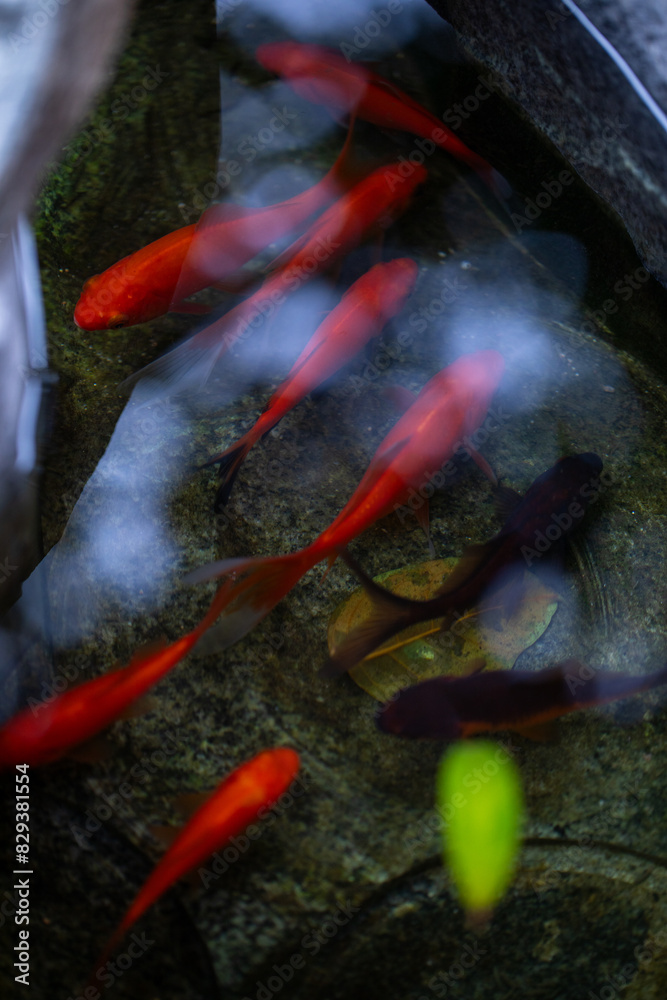 Goldfish kept by residents of Shanghai, China Goldfish kept by residents of Shanghai, China