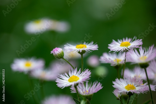 Purple Flowers Growing in China on a Green Background   © 张 敏建