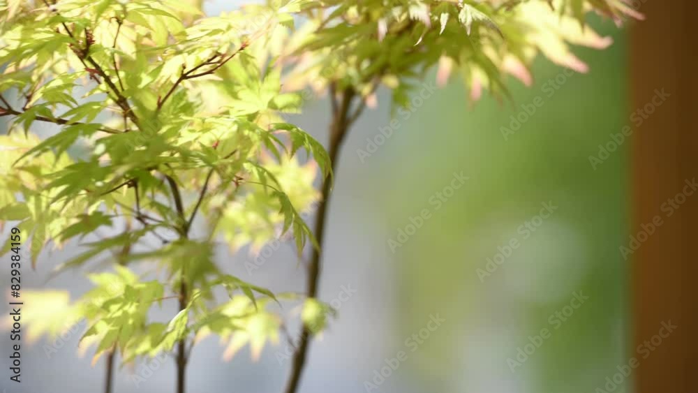 Yellow maple branch. Japanese maple leaves on a garden background Yellow maple branch. Japanese maple leaves on a garden background
