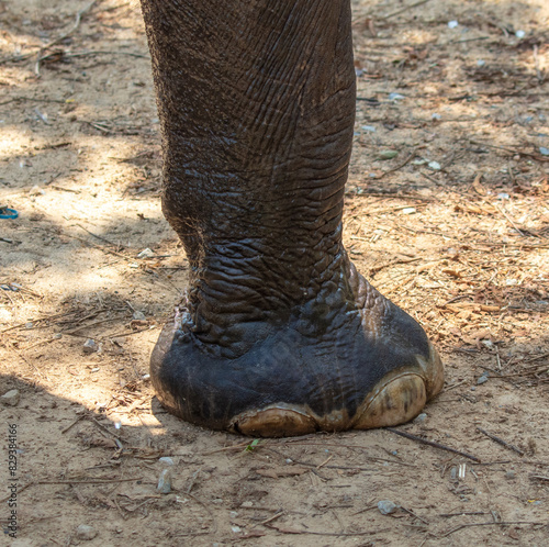 Large elephant feet close up