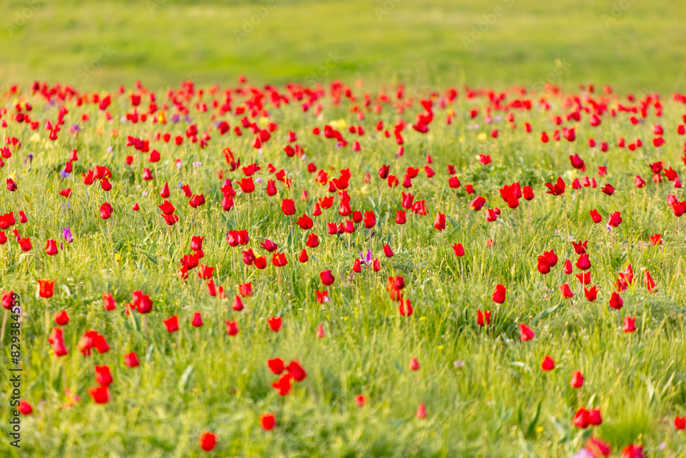 Fototapeta premium Field with red tulips in the steppe in spring as a background