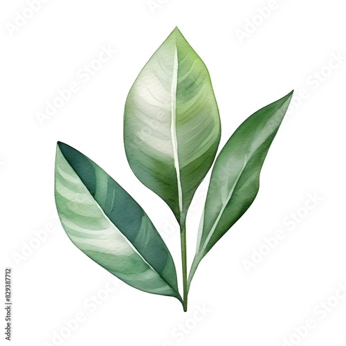 Lush Tropical ZZ Plant Leaves Isolated on White Minimalist Botanical