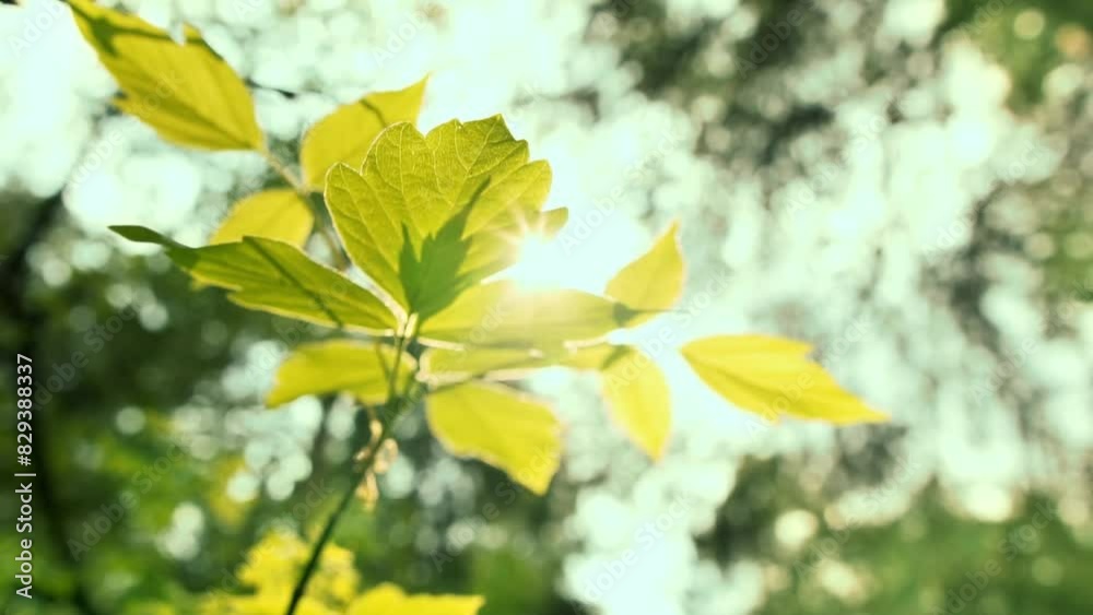 Fresh green maple leaves bathed in warm sunlight against a soft background convey growth and vitality. Springtime. Fresh green maple leaves bathed in warm sunlight against a soft background convey growth and vitality. Springtime.