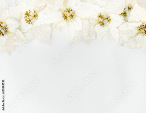 Poinsettia flowers on a white background with copy space. The atmosphere of Christmas and New Year. Christmas banner, mock-up