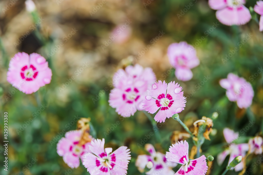 A pink dianthus flower with water droplets. A pink dianthus flower with water droplets.