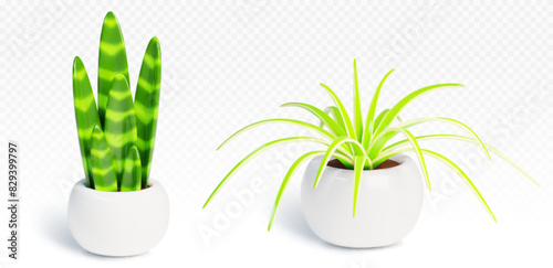 3d realistic house plant in pot vector illustration. Indoor garden succulent flora isolated plastic object set. Green leaf growth for simple home or office interior decoration. Cute foliage gardening