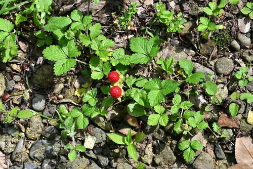 False strawberry ( Duchesnea chrysantha ). Rosaceae perennial plants. Yellow flowers bloom from spring to early summer, and red fruits appear after the flowers bloom. photo