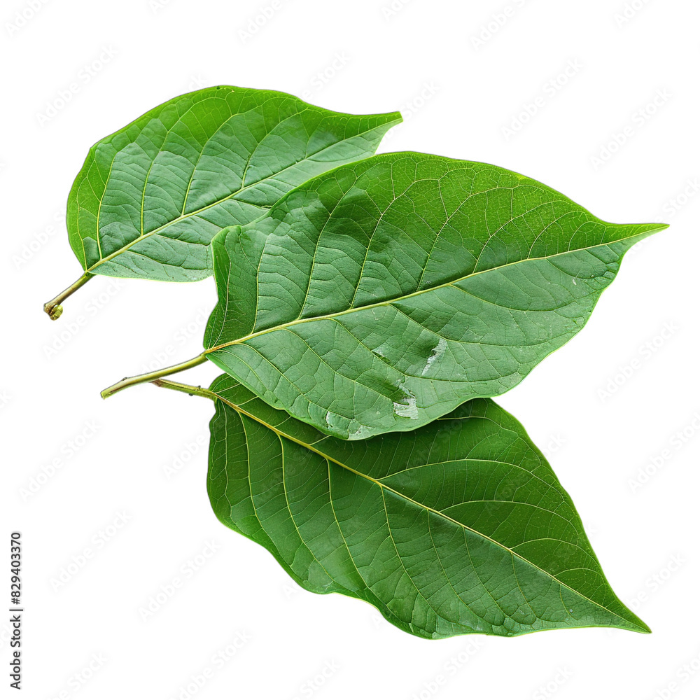 Obraz premium green leaf isolated on white