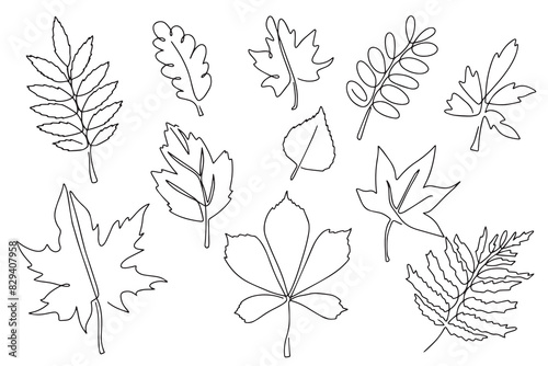 Set of autumn leaves, hand drawn, doodle style. Autumn leaves in line art style. Design for stickers, logo, website and mobile app.