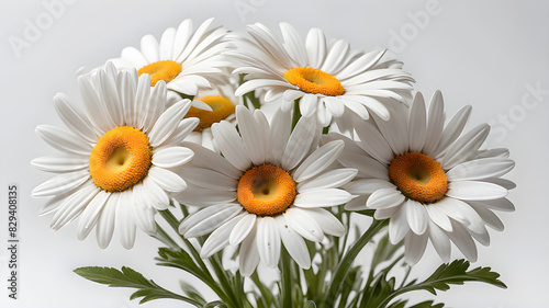 daisies on white background