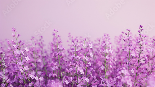 A bright lilac backdrop with a solid color.