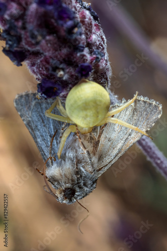 Spider capturing a moth.