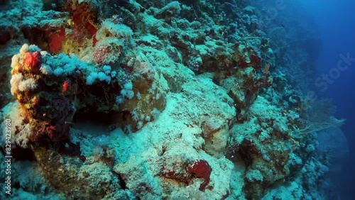 A rocky reef with a red coral on it. The reef is covered with white sand and the water is blue photo