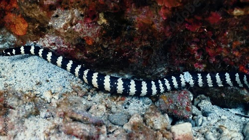 Black and white striped sea snake swimming or perched on sandy coral reef in tropical ocean photo