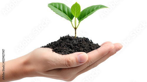 Close-up of a hand holding a sprouting plant with soil, symbolizing sustainability, on white background. Generative ai illustration.