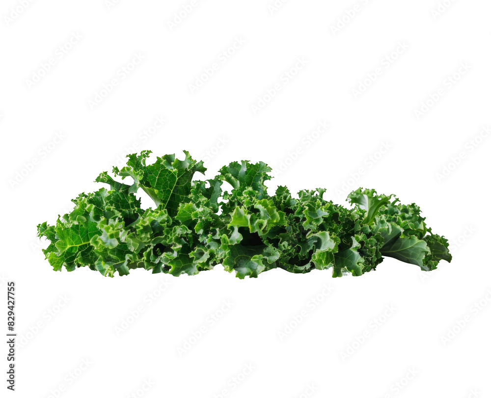 Kale, a vegetable with green leaves isolated on a white background, png. Kale, a vegetable with green leaves isolated on a white background, png.