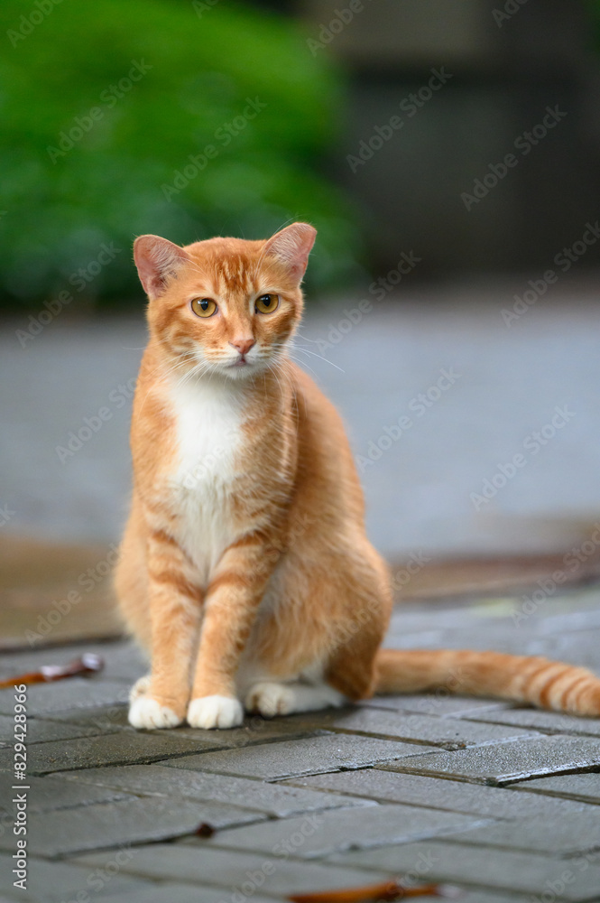 In the park, kittens sit on the ground In the park, kittens sit on the ground