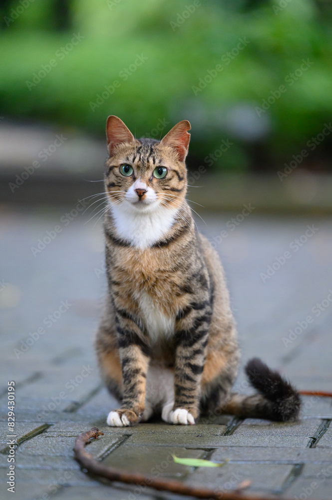 In the park, kittens sit on the ground In the park, kittens sit on the ground