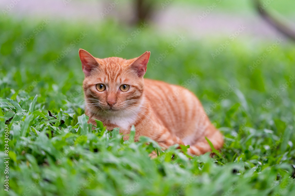 The Cat resting on grass