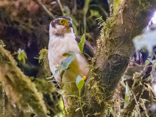 Collared Forest-Falcon - Micrastur semitorquatus in Costa Rica photo