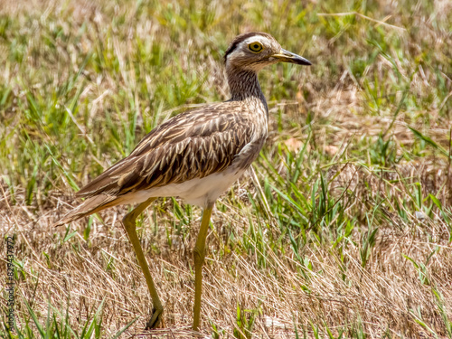 Double-striped Thick-knee - Hesperoburhinus bistriatus in Costa Rica photo