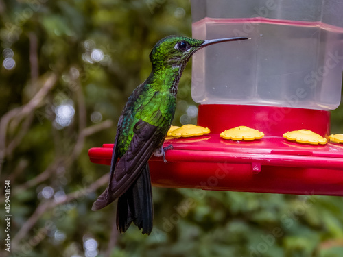 Green-crowned Brilliant - Heliodoxa jacula in Costa Rica photo