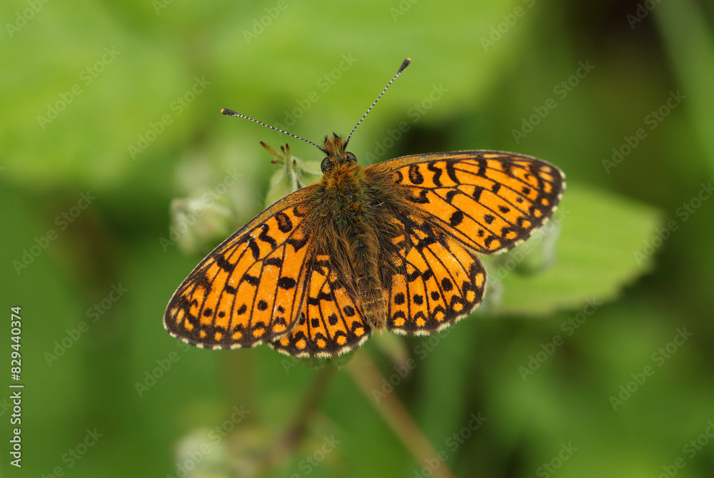 A rare Small Pearl-bordered Fritillary, Boloria selene, resting on a Blackberry flower in a woodland clearing. A rare Small Pearl-bordered Fritillary, Boloria selene, resting on a Blackberry flower in a woodland clearing.