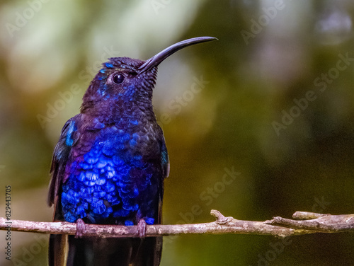 Violet Sabrewing - Campylopterus hemileucurus In Costa Rica photo