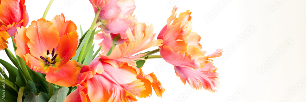 Spring bouquet of Amazing parrot tulips isolated over white background. Floral banner. Beautiful tulips design template.