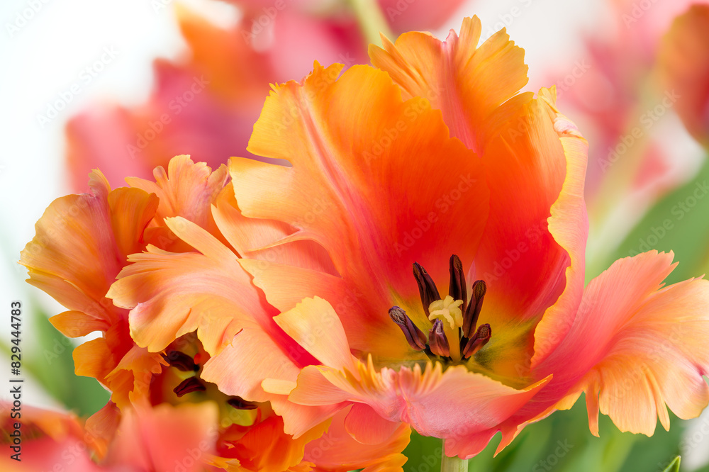 Spring bouquet of Amazing parrot tulips on white background. Floral background. Beautiful tulips macro. Spring bouquet of Amazing parrot tulips on white background. Floral background. Beautiful tulips macro.