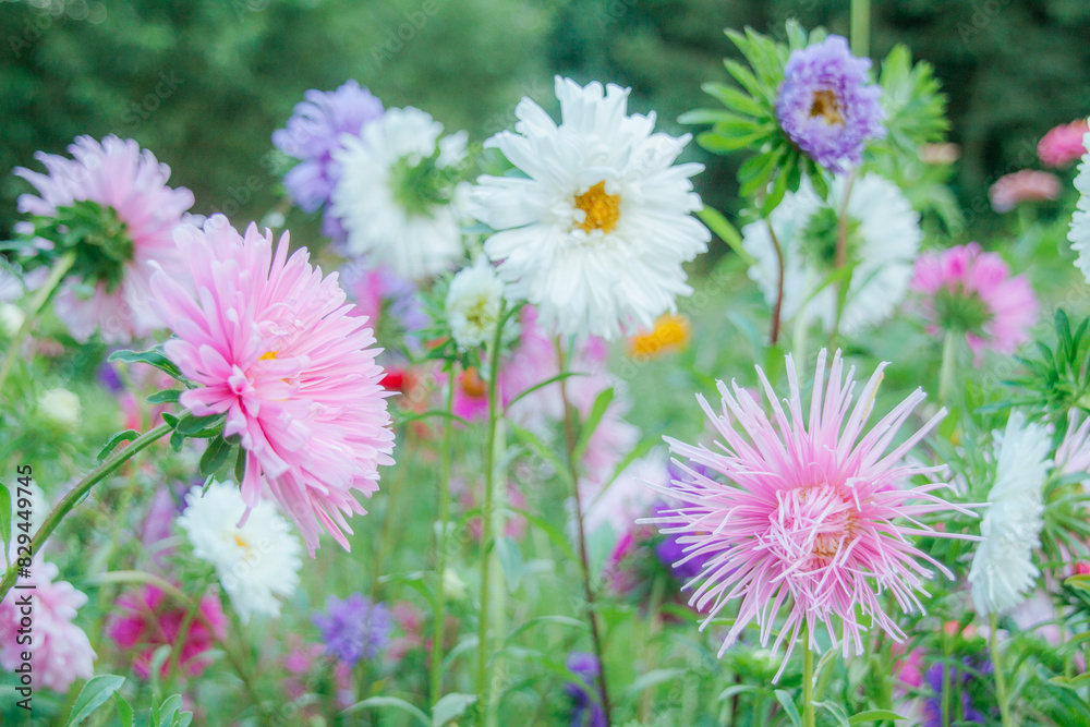 Obraz premium Astra flowers on a meadow background in pastel colors