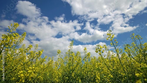 agricultural field with yellow rapeseed flowers, against a blue sky with white clouds, a bright spring landscape on a sunny day, a beautiful scene
