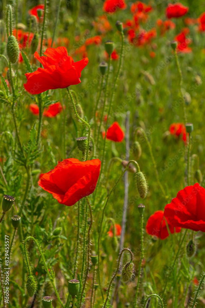 Obraz premium Papaver rhoeas or common poppy, red poppy is an annual herbaceous flowering plant in the poppy family, Papaveraceae, with red petals