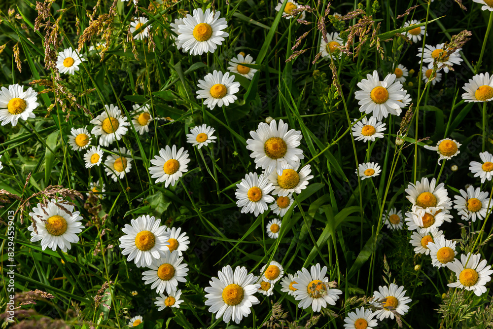 Wild daisy flowers growing on meadow, white chamomiles. Oxeye daisy, Leucanthemum vulgare, Daisies, Dox-eye, Common daisy, Dog daisy, Gardening concept Wild daisy flowers growing on meadow, white chamomiles. Oxeye daisy, Leucanthemum vulgare, Daisies, Dox-eye, Common daisy, Dog daisy, Gardening concept