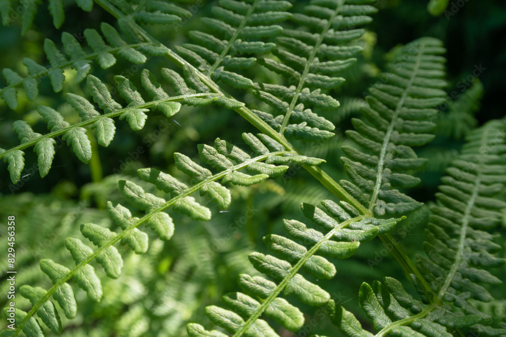 Pteridium aquilinum Bracken Fern