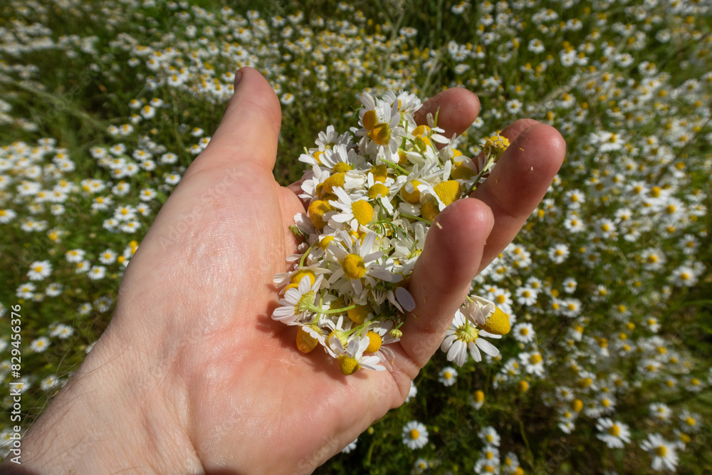 Matricaria chamomilla Camomilla