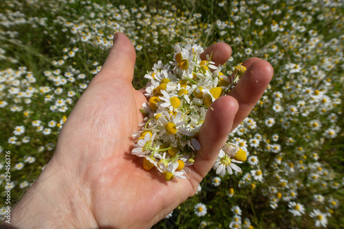 Matricaria chamomilla Camomilla