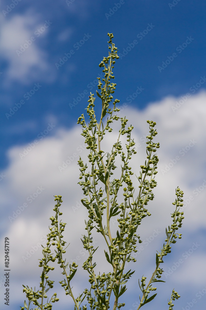 Wormwood green grey leaves with beautiful yellow flowers. Artemisia absinthium absinthium, absinthe wormwood flowering plant, closeup macro Wormwood green grey leaves with beautiful yellow flowers. Artemisia absinthium absinthium, absinthe wormwood flowering plant, closeup macro