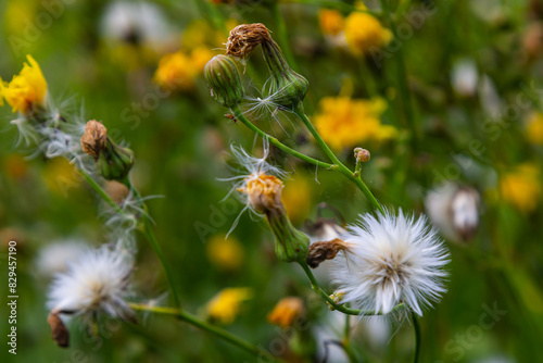 Rough Hawksbeard Crepis biennis plant blooming in a meadow photo