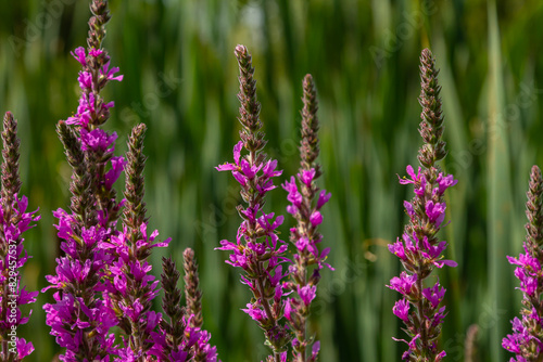 Purple loosestrife Lythrum salicaria inflorescence. Flower spike of plant in the family Lythraceae  associated with wet habitats