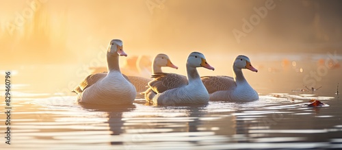 Greylag Geese wading in the water at Whitlingham Broad near Norwich Norfolk. copy space available photo