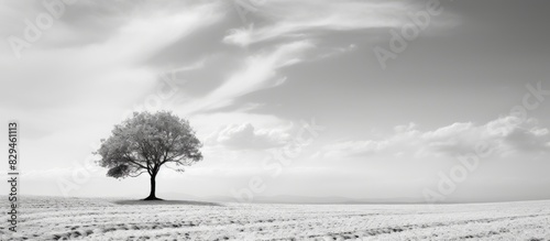 A lone tree in a field in black and white with copy space on the left