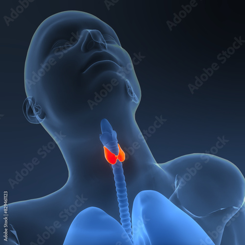 Human Body Glands Thyroid Gland Anatomy photo